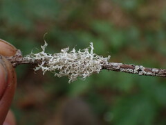 Physcia tenella
