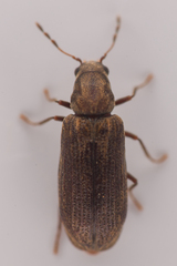 Anobiinae