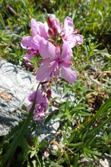 Chamaenerion colchicum