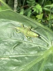 Sphenarium