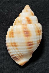 Cancellaria reticulata
