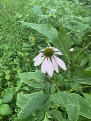 Echinacea purpurea