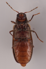 Anobiinae