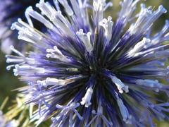 Echinops