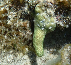 Porites