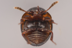 Agathidium