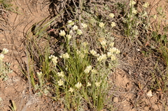 Eriogonum
