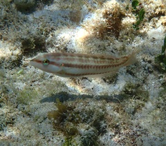 Halichoeres bivittatus