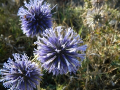 Echinops