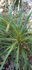 Freycinetia banksii