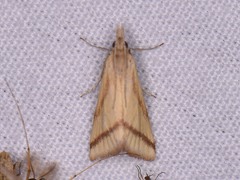 Microtheoris vibicalis