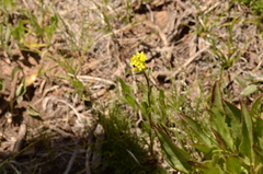 Solidago simplex