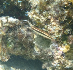 Halichoeres maculipinna