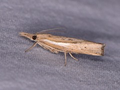 Fissicrambus quadrinotellus