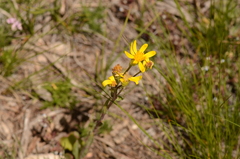 Solidago simplex