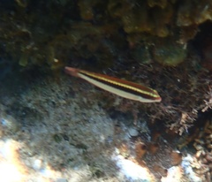 Halichoeres maculipinna