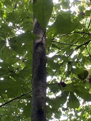 Asimina triloba
