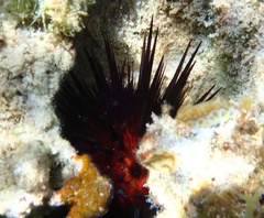 Echinometra lucunter