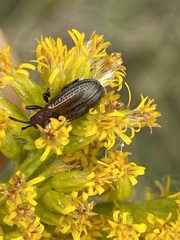Microrhopala vittata