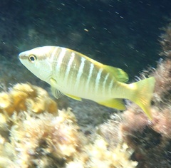 Lutjanus apodus