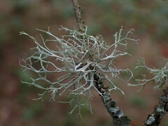 Ramalina farinacea