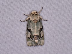 Emarginea percara