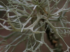 Ramalina farinacea