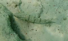 Amblygobius albimaculatus
