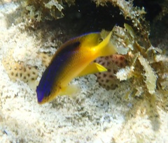Stegastes leucostictus