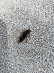 Platydracus maculosus