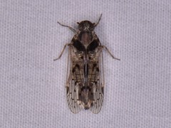 Melanoliarus aridus