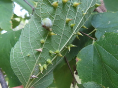 Celticecis spiniformis