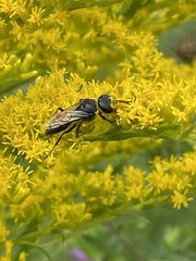 Astata