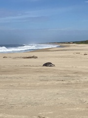 Lepidochelys olivacea