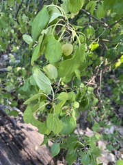 Rhamnus