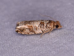 Epinotia