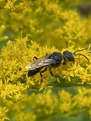 Astata