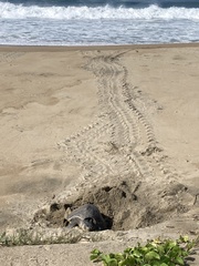 Lepidochelys olivacea