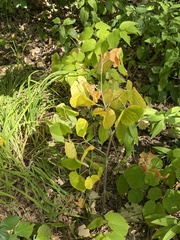 Smilax ecirrhata