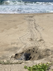 Lepidochelys olivacea