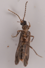 Malthomethes oregonus