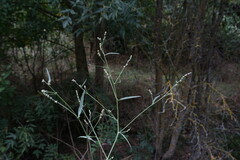 Atriplex oblongifolia