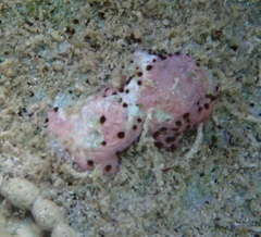 Porifera