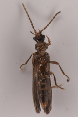Malthomethes oregonus