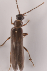 Malthomethes oregonus