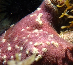 Porites