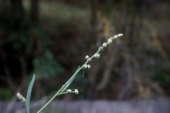 Atriplex oblongifolia