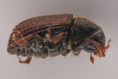 Alniphagus aspericollis