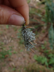 Physcia tenella