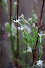 Silene tatarica